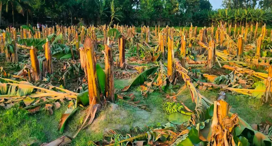 মান্দায় প্রকাশ্যে ৪ শতাধিক ফলন্ত কলাগাছ কাটার অভিযোগ