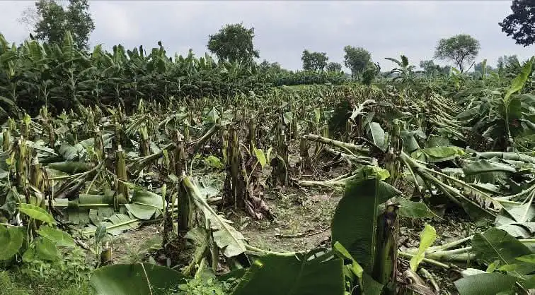 রাতের আঁধারে তিন বিঘা জমির কলাগাছ কেটে দিল দুর্বৃত্তরা