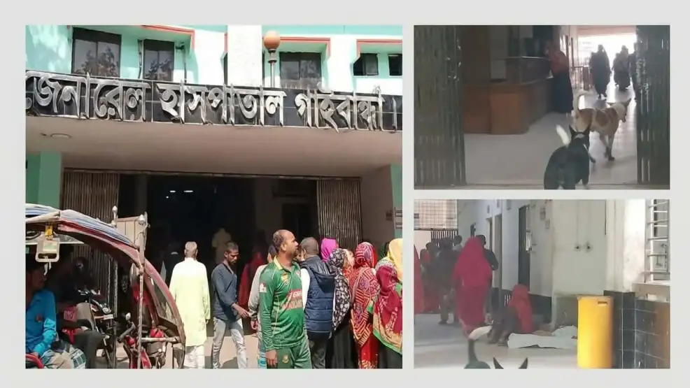গাইবান্ধায় ২৫০ শয্যা হাসপাতালে ১২:৪৫ বাজলেই ফাঁকা আউটডোর, প্রাঙ্গণে কুকুরের বিচরণ