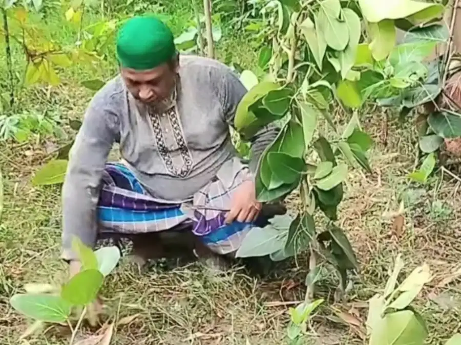 মেহেরপুরে গাছপ্রেমী ওয়াসিম সাজ্জাদ লিখনের সবুজ পৃথিবী গড়ার প্রয়াস