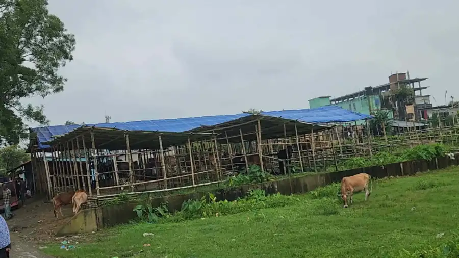 ছাতকে রেলওয়ের জমিতে অবৈধ পশুর হাট, স্থাপনা সরাতে নোটিশ