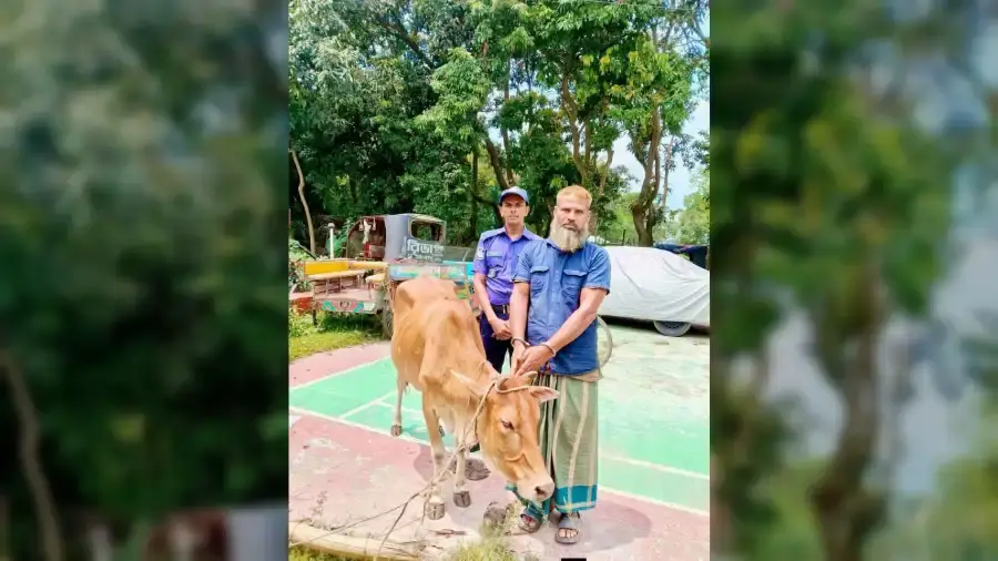 নওগাঁয় চুরি হওয়া গরুরসহ বেলাল নামের এক ব্যক্তি গ্রেফতার
