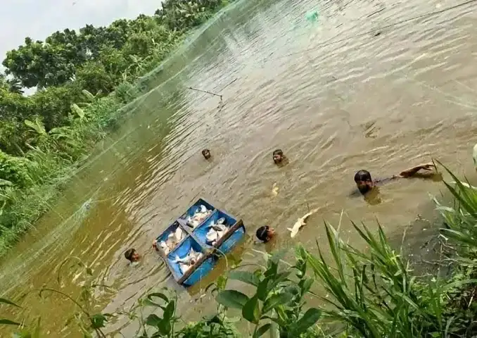 নওগাঁর মহাদেবপুরে ইউপি চেয়ারম্যানের পুকুরে বিষ প্রয়োগে ৪০ লাখ টাকার মাছের ক্ষতি