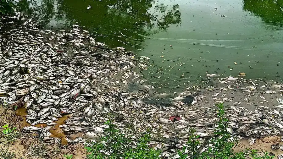 নওগাঁর পোরশায় রাতের অন্ধকারে পুকুরে বিষ দিয়ে মাছ নিধন, প্রায় লক্ষাধিক টাকার ক্ষতি