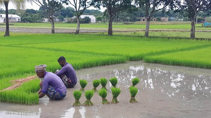 উত্তরাঞ্চলে আমন চাষে সম্ভাবনার দিগন্ত উন্মোচন